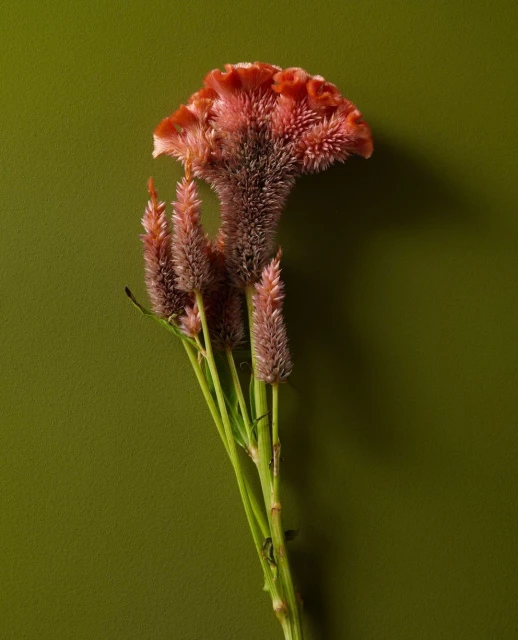 Close-up studio shot of a Celosia cristata flower with textured red petals and green stems against a solid olive green background.
