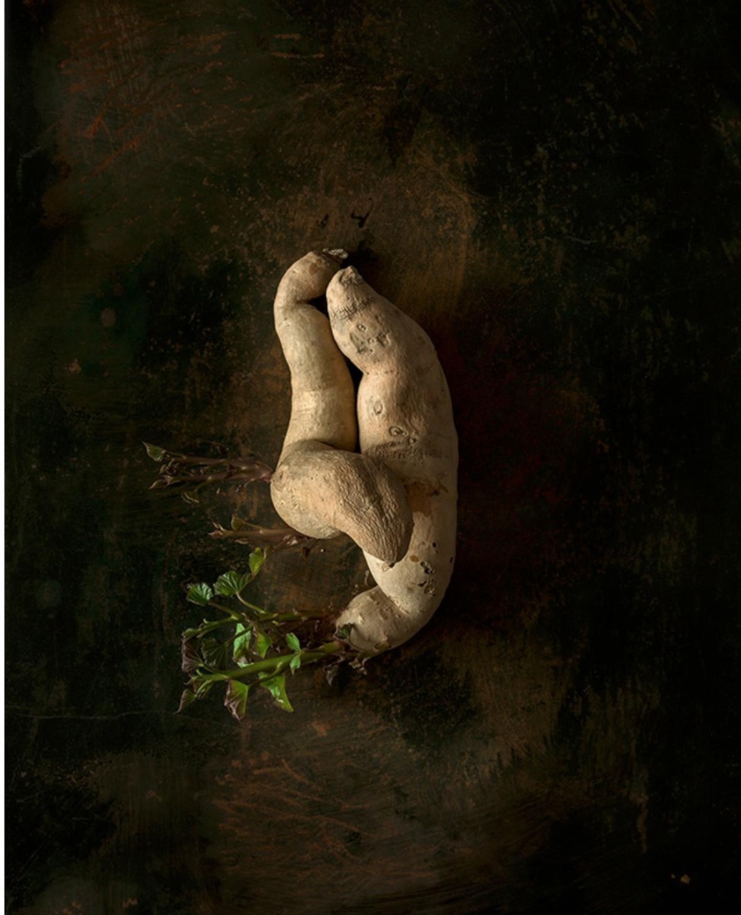 Two sweet potatoes joined with sprouting green leaves on a dark, textured background, showcasing organic food photography.