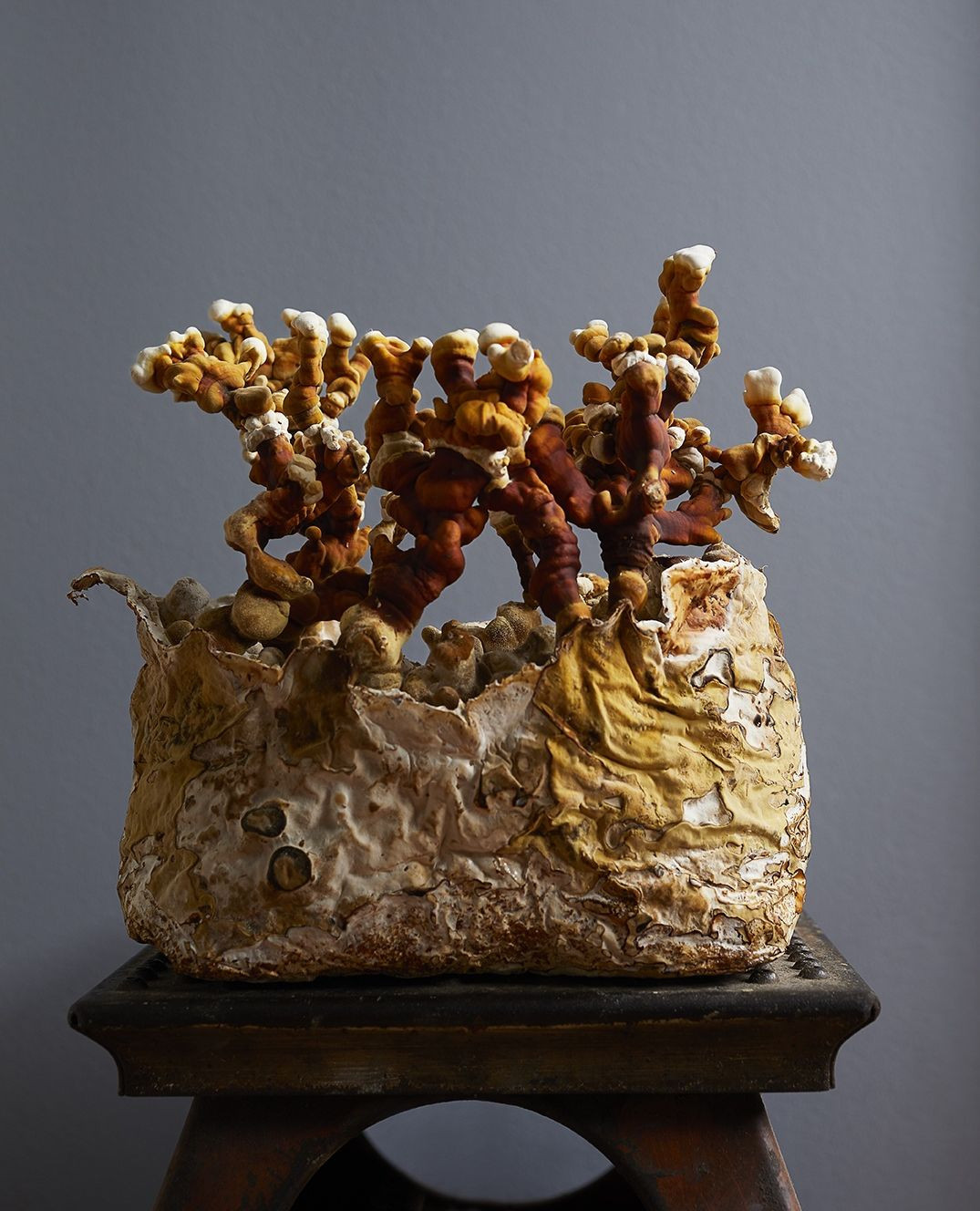 Unusual fungi formation with reddish-brown stems and white tips growing on a tan substrate, sitting on a dark, ornate wooden stool against a gray backdrop.