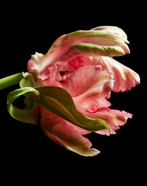 Close-up photo of a pink parrot tulip with green accents, showcasing its ruffled petals and elegant form against a black backdrop.