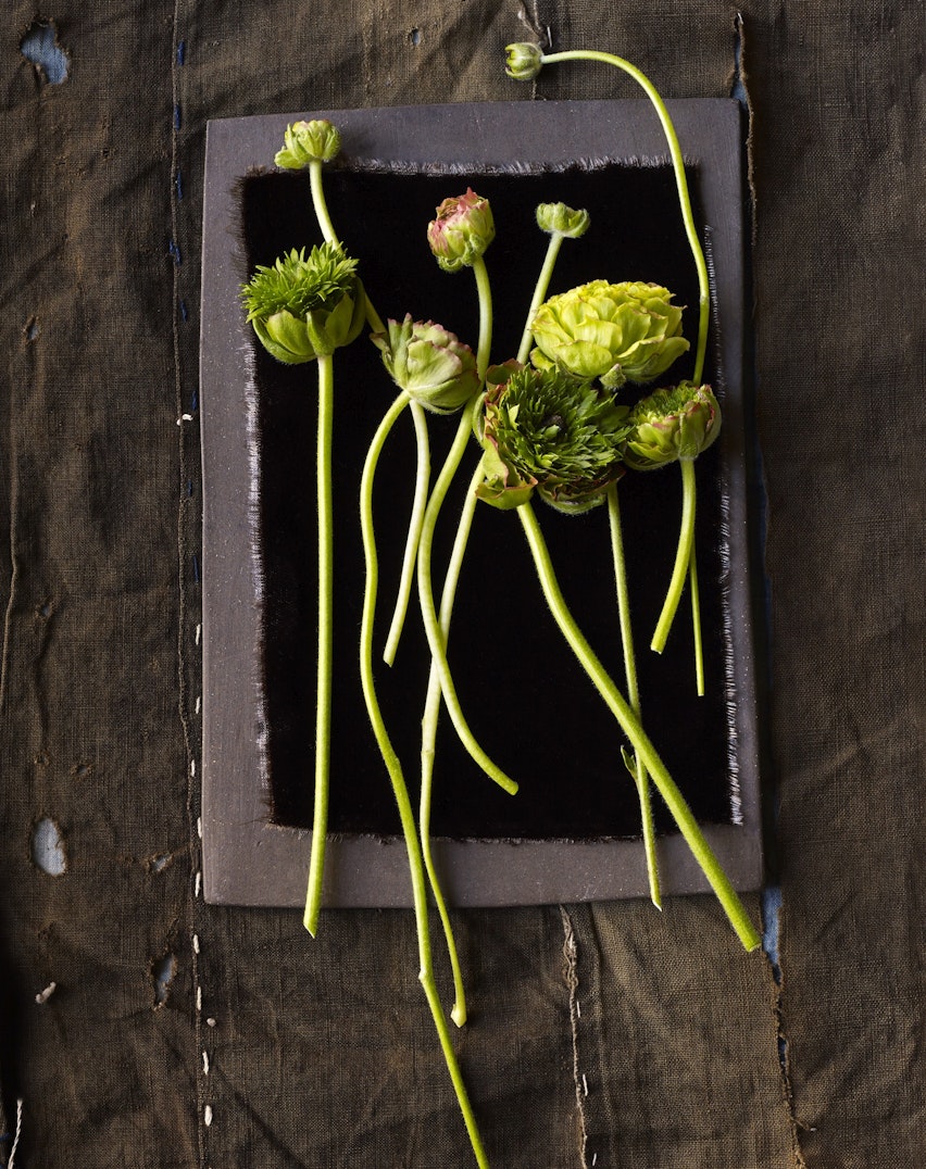 Botanical still life features ranunculus flowers with long green stems displayed against a dark rectangular backdrop on brown fabric.