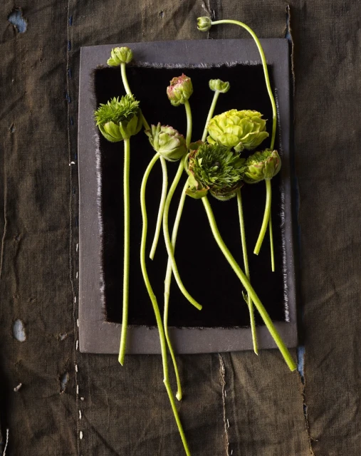 Botanical still life features ranunculus flowers with long green stems displayed against a dark rectangular backdrop on brown fabric.