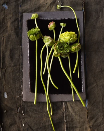 Botanical still life features ranunculus flowers with long green stems displayed against a dark rectangular backdrop on brown fabric.