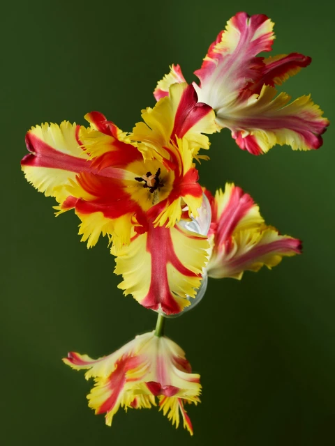 Striking close-up of parrot tulip blooms in yellow and red, showcasing their vibrant colors and fringed petals against a solid green backdrop.