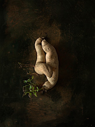 Unique double sweet potato on dark textured background with green sprouts. Rustic food photography evokes natural and earthy textures.