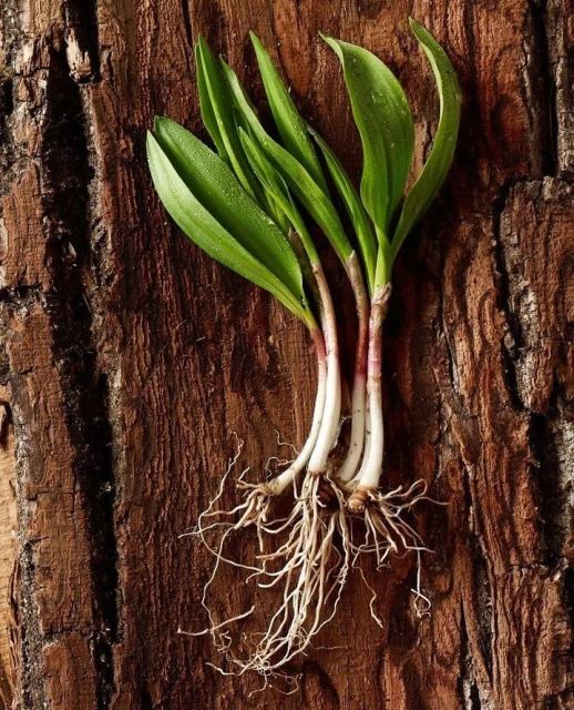 Close-up studio shot of several young ramps with roots on a textured wooden surface, featuring fresh green leaves and white bulbs.
