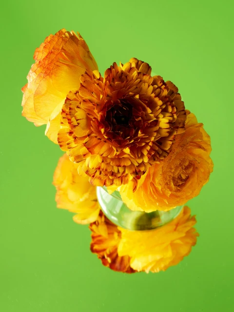Close-up studio shot of a clear vase holding a cluster of orange ranunculus flowers against a solid green background, floral arrangement.