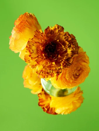 Close-up studio shot of a clear vase holding a cluster of orange ranunculus flowers against a solid green background, floral arrangement.