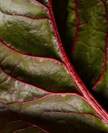 Close-up of a vibrant green beet leaf with prominent red veins creating a detailed pattern, capturing nature's intricate design.
