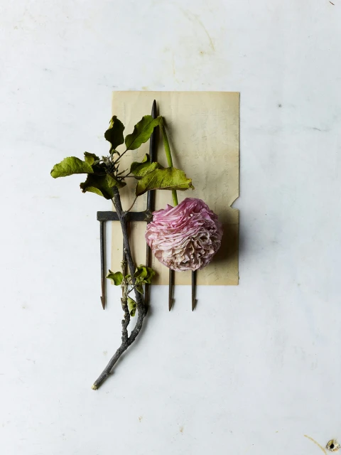 Still life of a pink flower and a branch with green leaves arranged against a rustic metal rack and a piece of aged parchment paper.