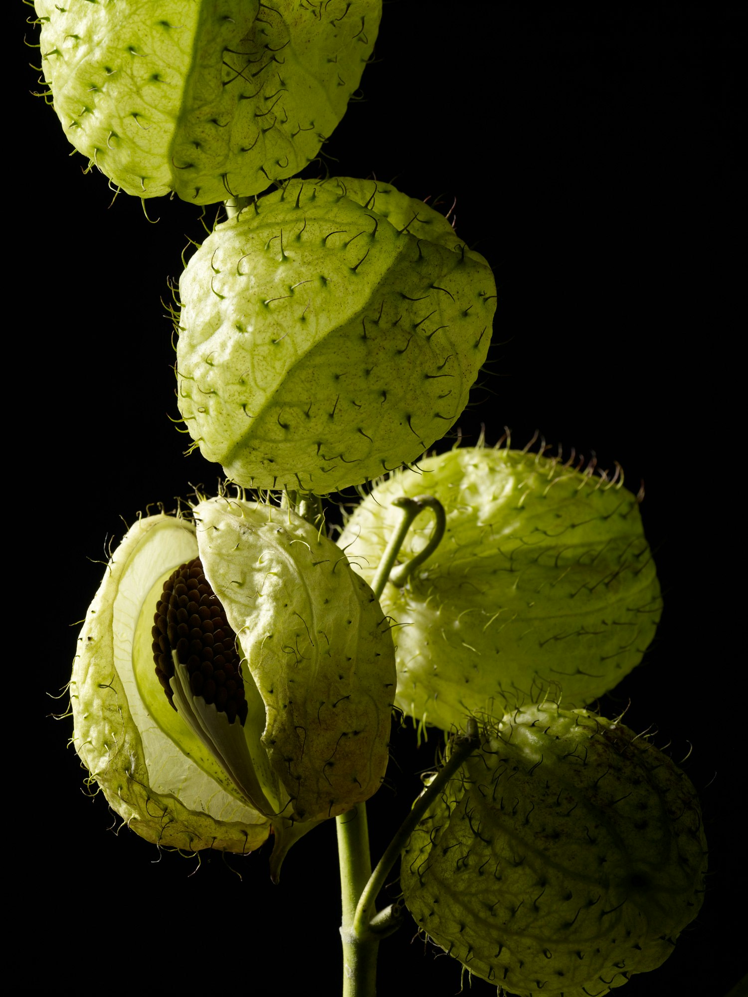 Botanical close-up of a flowering vine featuring inflated, light green seed pods covered in spiky hairs against a black background.