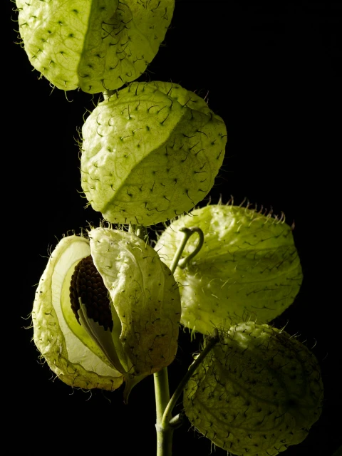 Botanical close-up of a flowering vine featuring inflated, light green seed pods covered in spiky hairs against a black background.