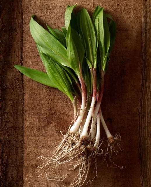 Overhead shot of freshly harvested wild leeks or ramps, featuring green leaves, reddish stems, and white roots on a wooden surface.