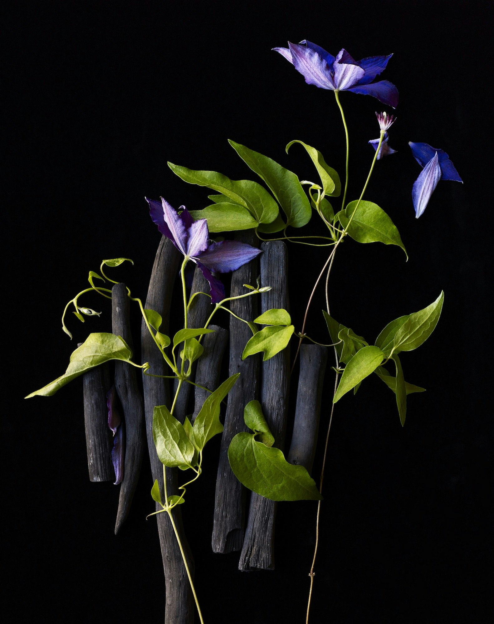 Dramatic floral still life photograph featuring purple Clematis flowers, green foliage, and dark charcoal sticks against a black background.