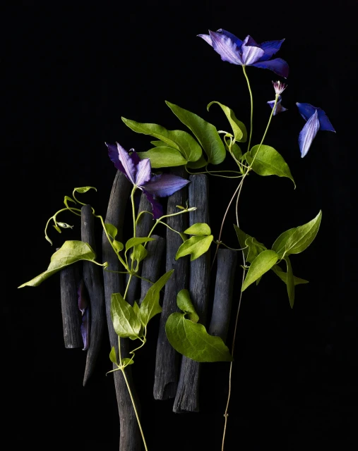 Dramatic floral still life photograph featuring purple Clematis flowers, green foliage, and dark charcoal sticks against a black background.