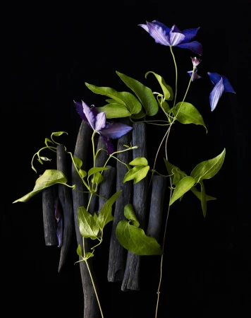Dramatic floral still life photograph featuring purple Clematis flowers, green foliage, and dark charcoal sticks against a black background.