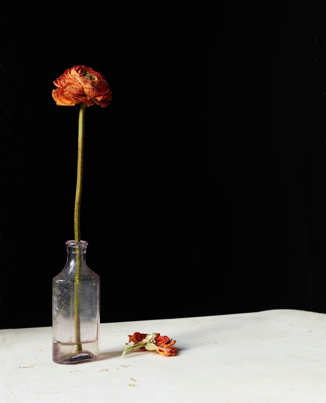 Still life photograph of a rust-colored ranunculus flower in a clear glass bottle, with a second flower head on a white surface.