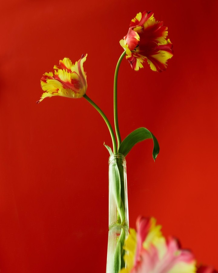 Two vibrant tulips with yellow and red petals stand tall in a clear glass vase against a bold, solid red background, elegant and simple.