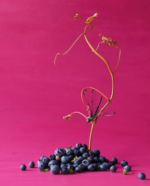 A heap of fresh blueberries sits beside a bare golden vine against a vibrant pink background in a naturally-lit studio food photograph.