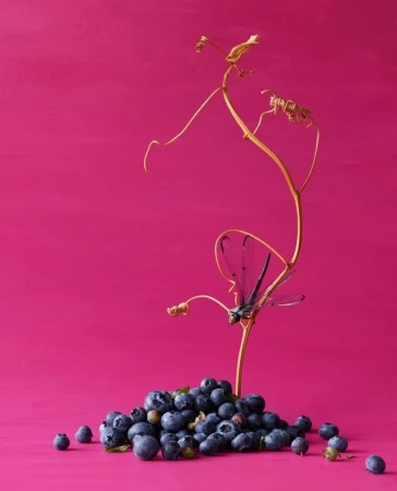 A heap of fresh blueberries sits beside a bare golden vine against a vibrant pink background in a naturally-lit studio food photograph.