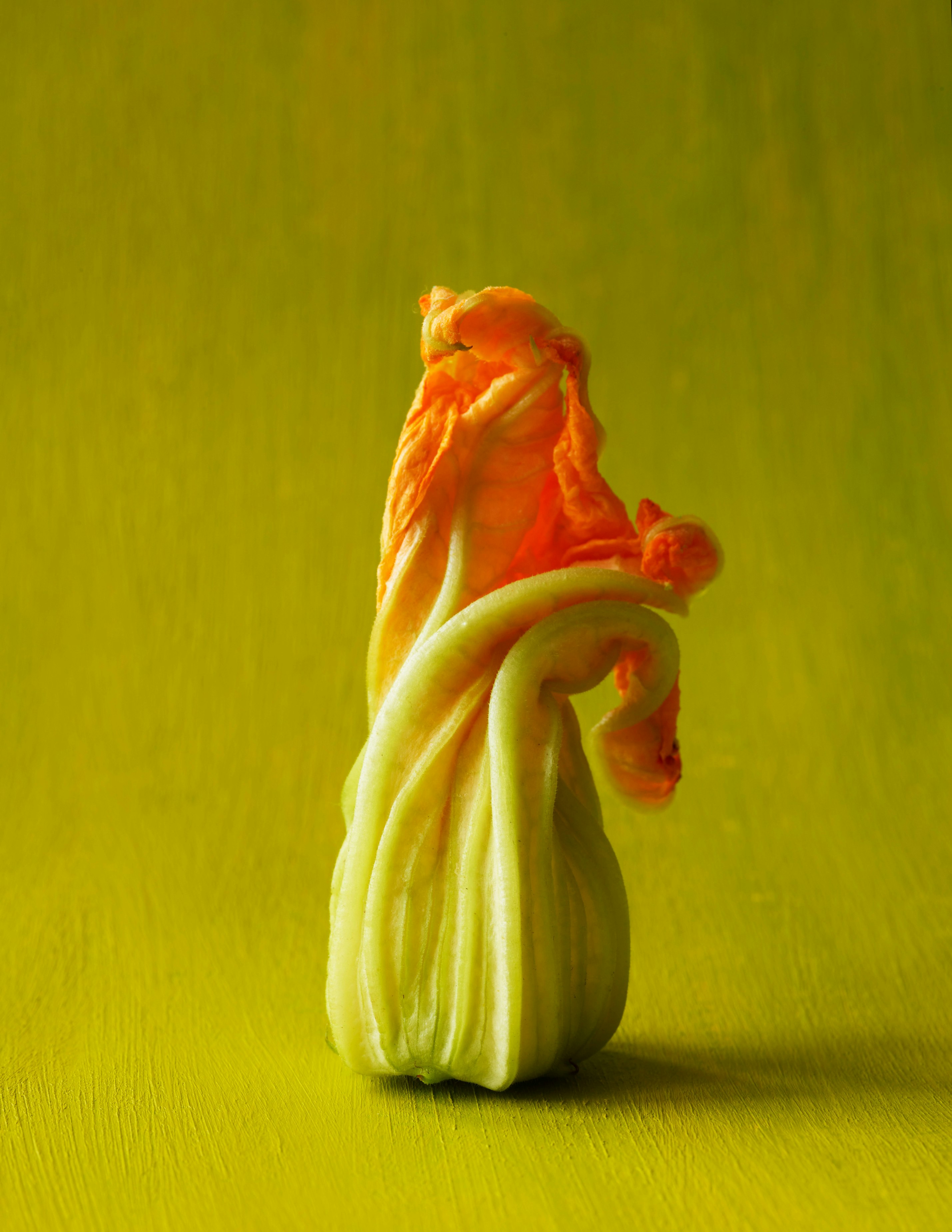 Close-up studio shot of an unopened zucchini flower with yellow and orange petals against a yellow-green background. Food photography.