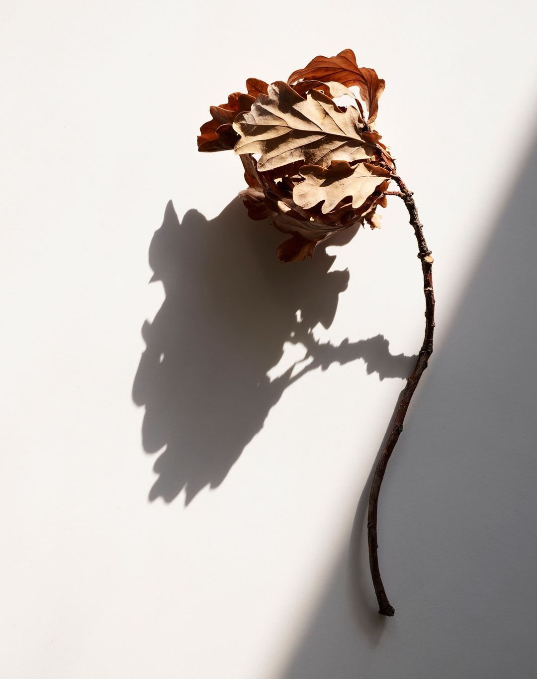 Close-up studio shot of a dried oak leaf still attached to a slender branch, casting a detailed shadow on a white background.