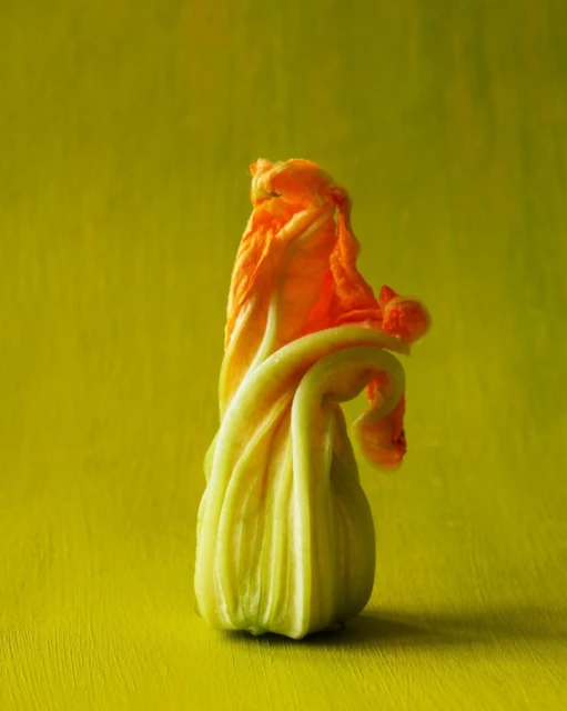 Close-up of a zucchini flower, featuring light green petals and a vibrant orange blossom against a solid yellow-green background.