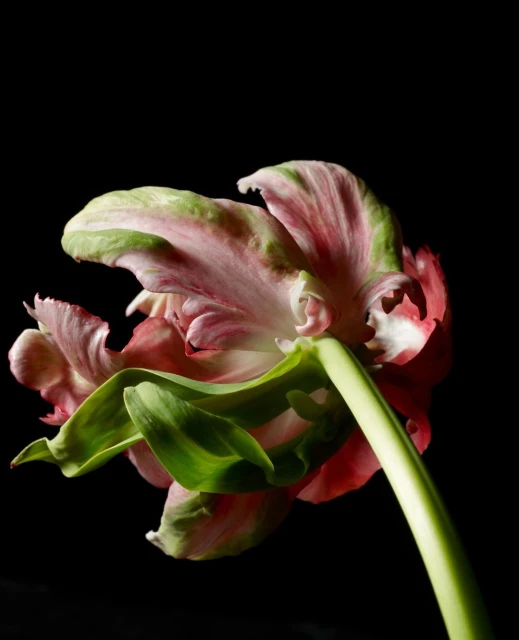 Close-up studio shot of a pink and green tulip flower in full bloom with a dark background, highlighting the flower's delicate details.