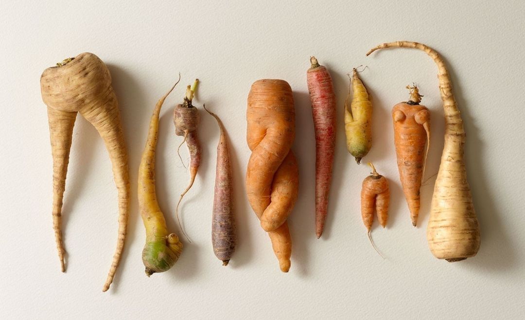 Several oddly shaped carrots and parsnips are laid out on a seamless white background, creating a studio shot of fresh, misshapen produce.