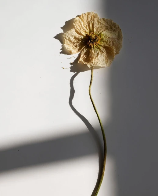 Close-up of a single, dried flower against a clean white surface with casting shadows, creating a natural, minimalist composition.