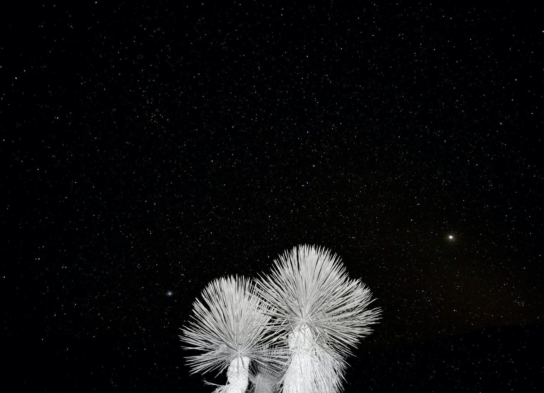 Striking nightscape featuring two silhouetted yucca plants beneath a star-filled sky, offering a serene nature scene against a dark backdrop.