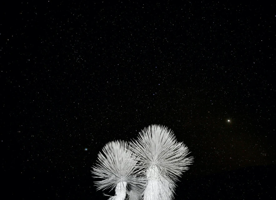 Striking nightscape featuring two silhouetted yucca plants beneath a star-filled sky, offering a serene nature scene against a dark backdrop.
