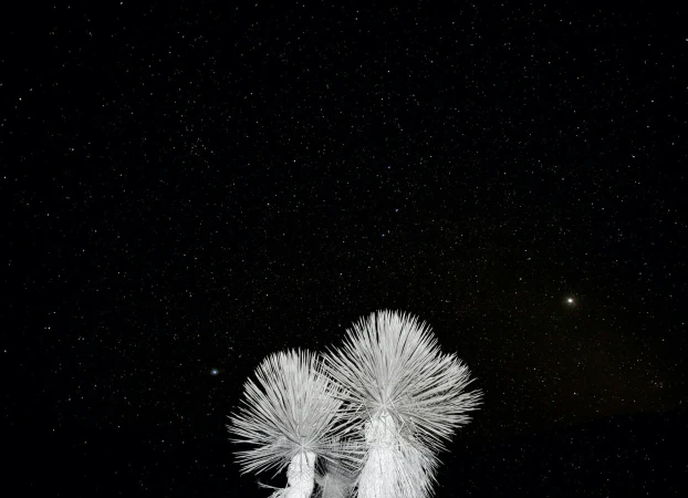 Striking nightscape featuring two silhouetted yucca plants beneath a star-filled sky, offering a serene nature scene against a dark backdrop.