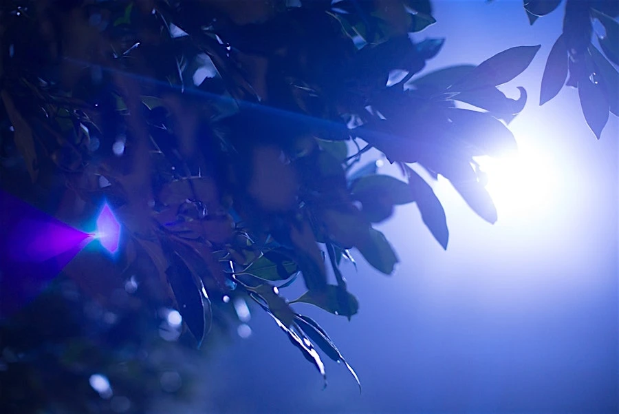Low-angle, dreamy view looking up at backlit tree leaves against a sunlit sky, featuring a blue cast and lens flare.