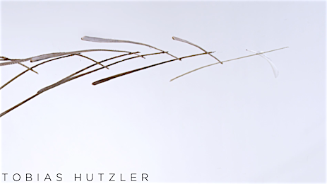 Minimalist nature photograph featuring a dried plant stem with seed pods against a bright, out-of-focus white background.