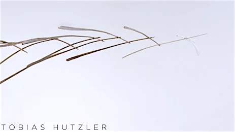 Minimalist nature photograph featuring a dried plant stem with seed pods against a bright, out-of-focus white background.