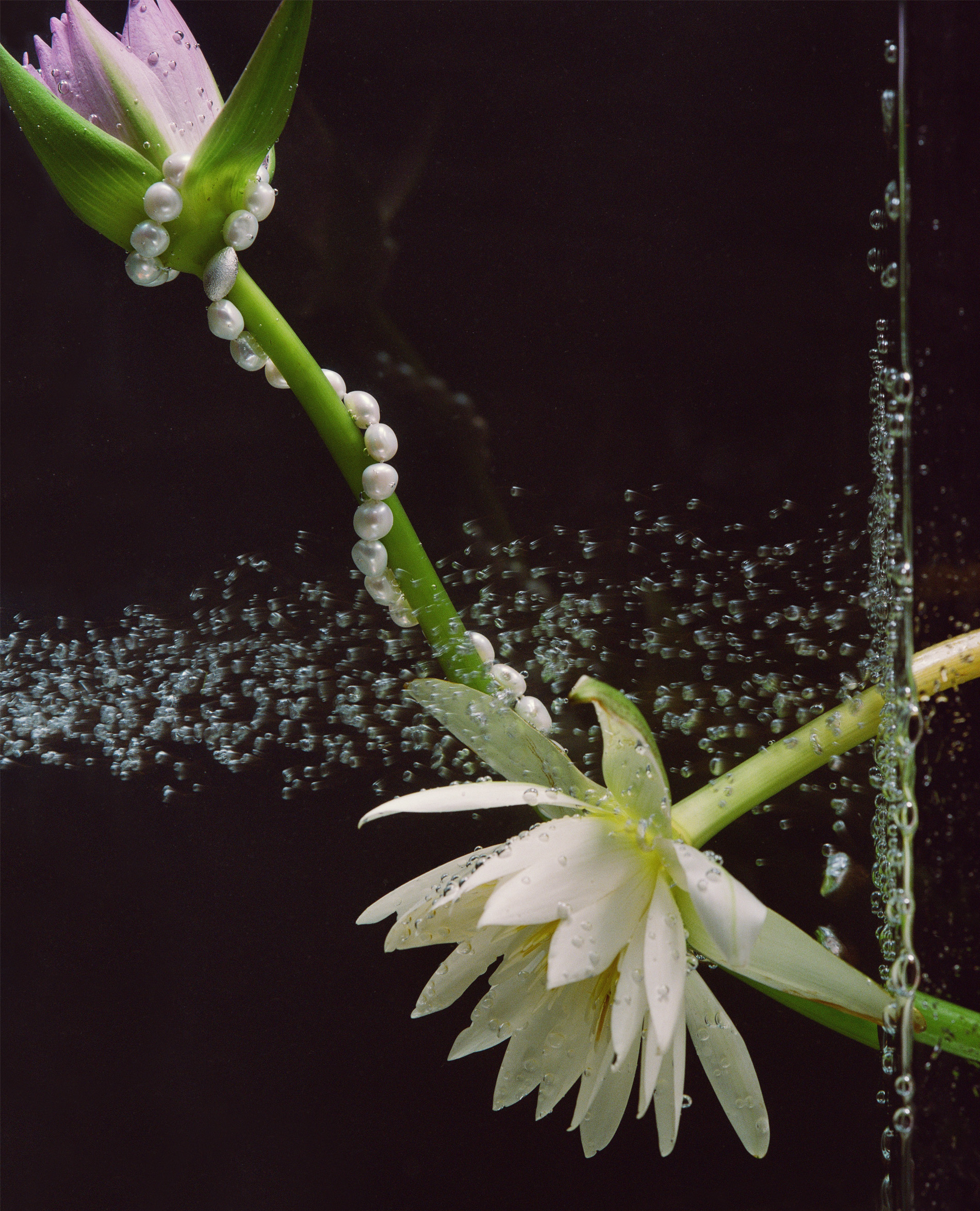 Close-up studio shot of a pink and white water lily, pearls, and water droplets against a black background creating a unique floral still life.