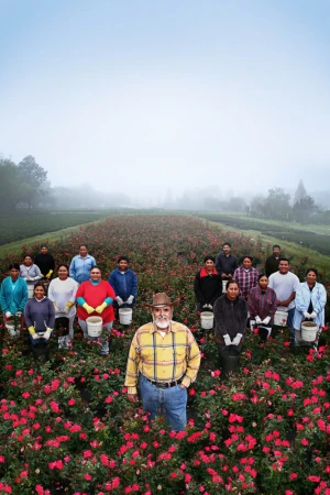 Group of people standing in a flower field, with a man in a hat in the foreground, under a foggy sky. Rose harvesting scene in rural area.