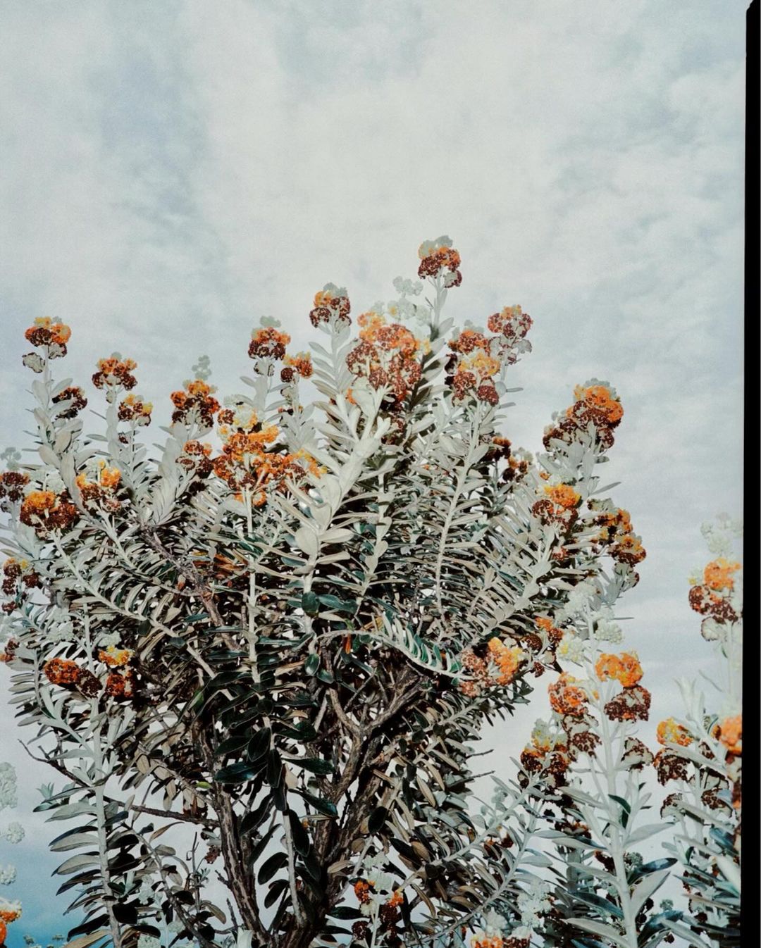 Low-angle botanical photography showcases a plant with silver foliage and orange flowers under a cloudy sky, highlighting natural beauty.