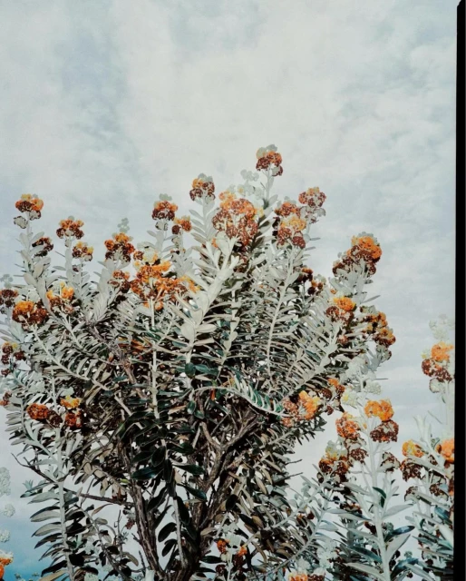 Low-angle botanical photography showcases a plant with silver foliage and orange flowers under a cloudy sky, highlighting natural beauty.