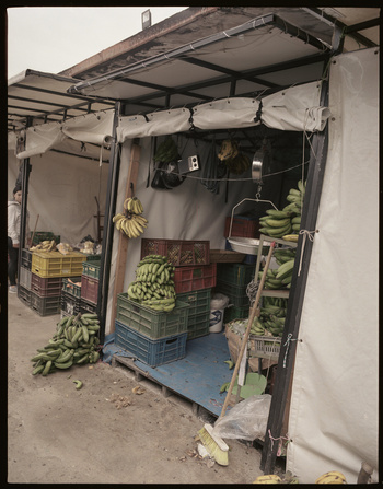Produce stand with rows of green and yellow bananas in crates and hanging, creating a market atmosphere with fresh fruit.