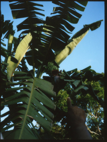 Close up of a banana plant with a small bunch of green bananas growing, shown against a blue sky and partial view of a human hand.