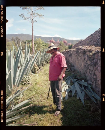 Man in straw hat stands amongst blue agave plants under a blue sky with buildings and mountains in the background on a sunny day.