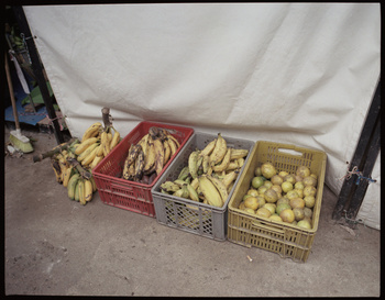 Display of bananas and oranges in colorful crates on the ground, seemingly at an outdoor market or vendor's stall.
