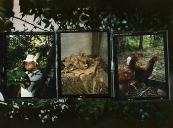 Triptych showcasing a man in a hat, chicken eggs in a nest, and two chickens against a wooded backdrop in a rural setting.