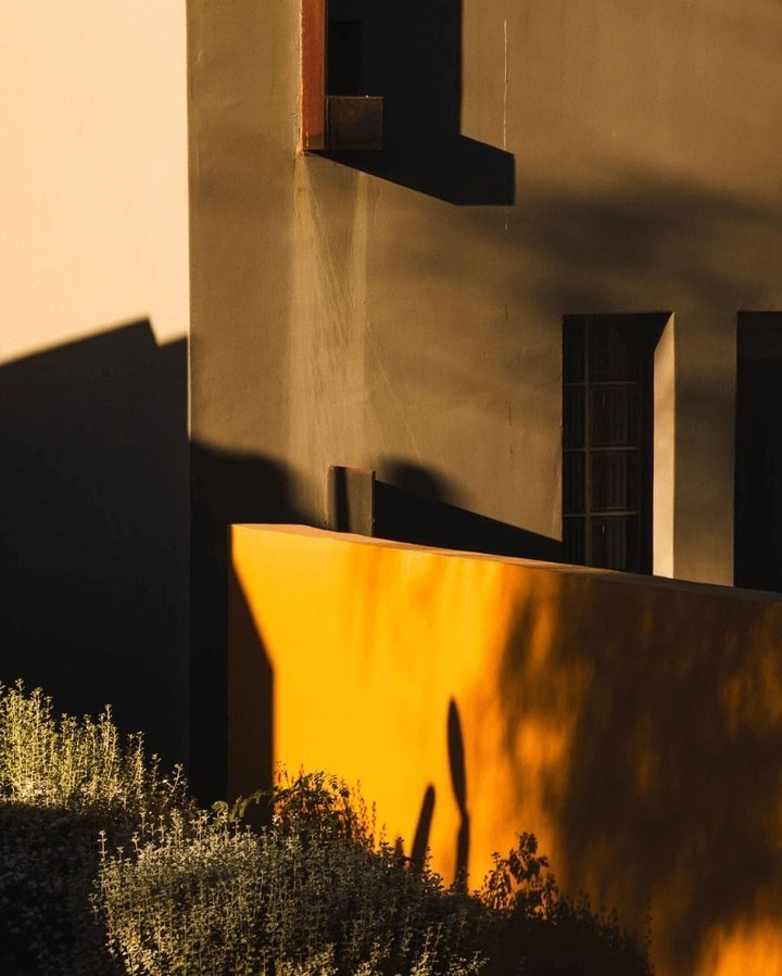 Abstract architectural photography featuring neutral color block walls, windows, and a golden-yellow wall with foliage at its base.