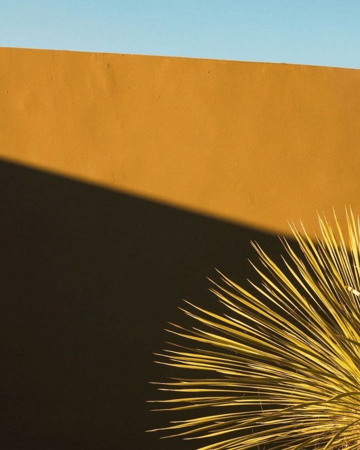Warm-toned stucco wall meets a vibrant yucca plant in a captivating composition. Shadow play and a bright blue sky add depth and contrast.