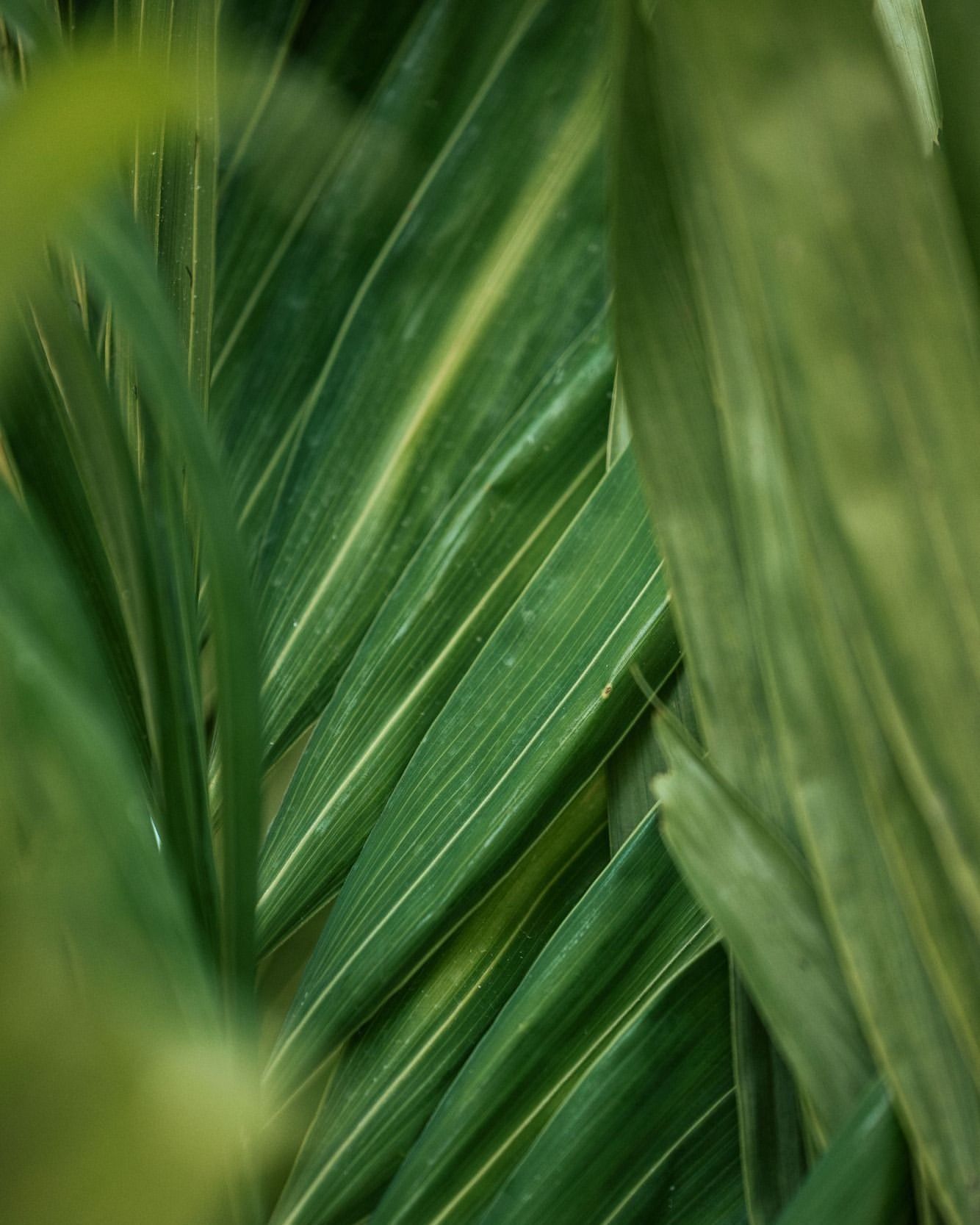 Close-up of vibrant green leaves with linear patterns creates a natural abstract composition, showcasing texture and botanical details.