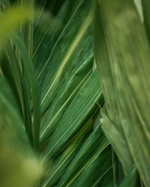 Close-up of vibrant green leaves with linear patterns creates a natural abstract composition, showcasing texture and botanical details.