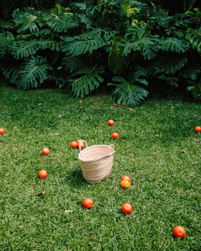 Woven straw basket sitting on a vibrant green lawn scattered with bright round oranges under leafy tropical plants